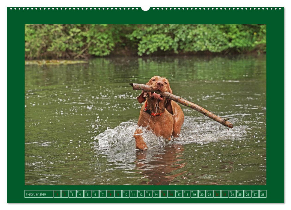 Faszination Magyar Vizsla am See (CALVENDO Premium Wandkalender 2025)