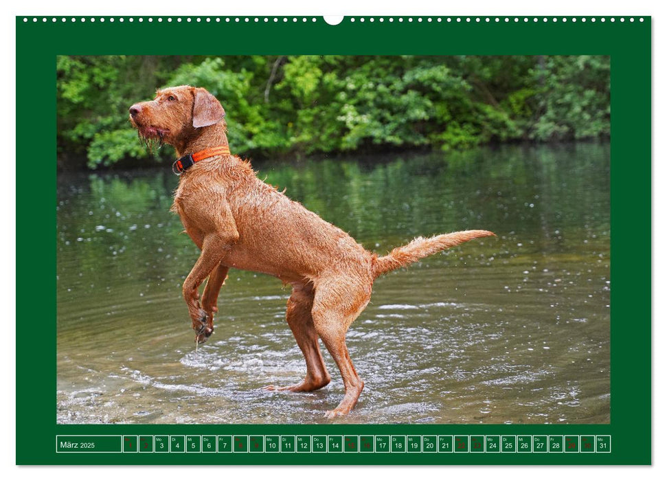 Faszination Magyar Vizsla am See (CALVENDO Premium Wandkalender 2025)