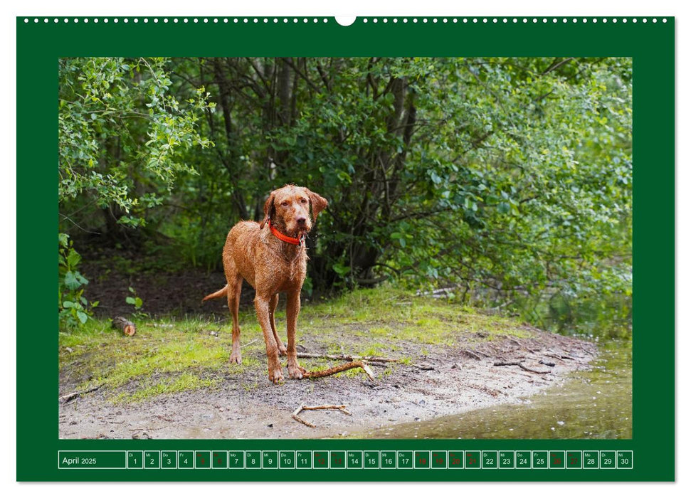 Faszination Magyar Vizsla am See (CALVENDO Premium Wandkalender 2025)