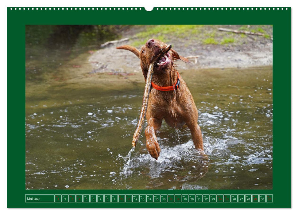 Faszination Magyar Vizsla am See (CALVENDO Premium Wandkalender 2025)