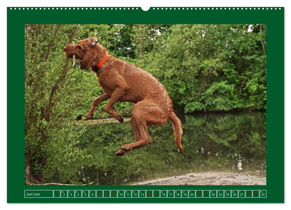 Faszination Magyar Vizsla am See (CALVENDO Premium Wandkalender 2025)