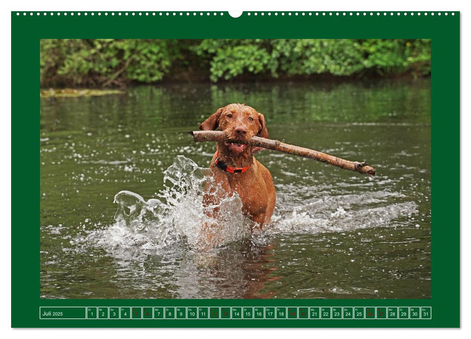 Faszination Magyar Vizsla am See (CALVENDO Premium Wandkalender 2025)