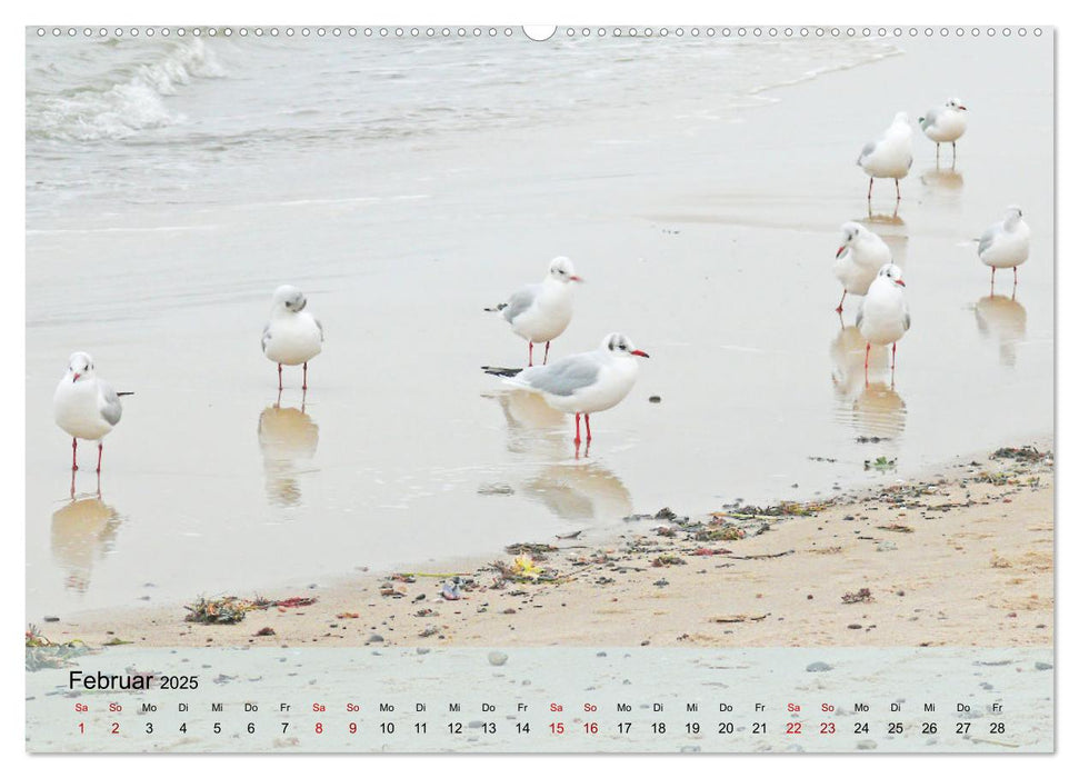 Ostseebad Kühlungsborn. Erholung mit allen Sinnen (CALVENDO Wandkalender 2025)