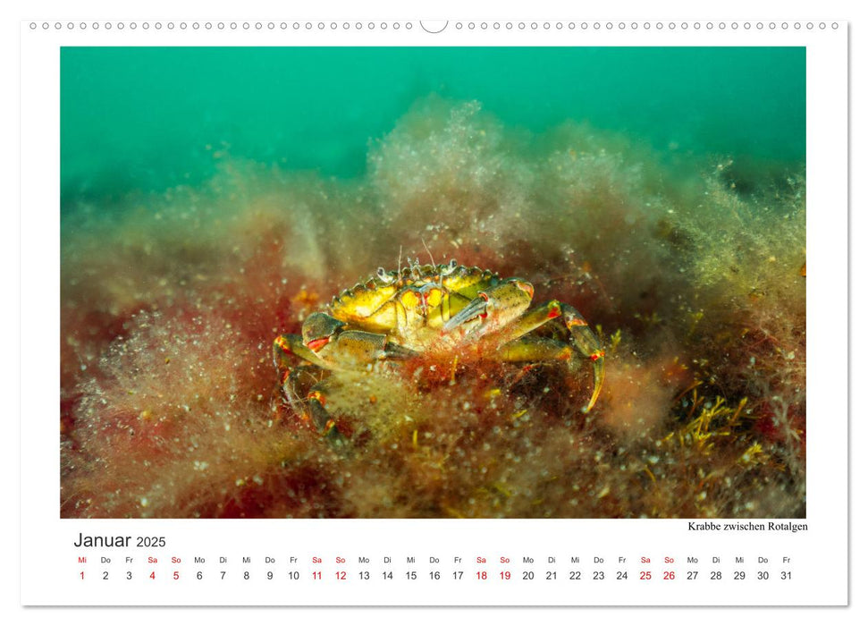 Unter Wasser rund um Fehmarn (CALVENDO Premium Wandkalender 2025)