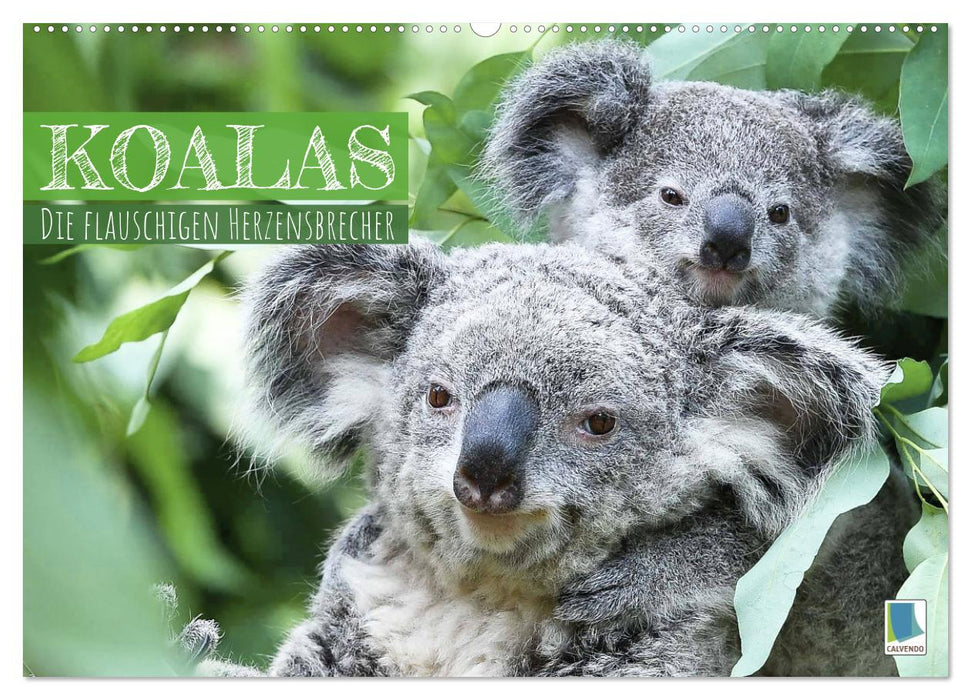 Koalas: die flauschigen Herzensbrecher (CALVENDO Wandkalender 2025)