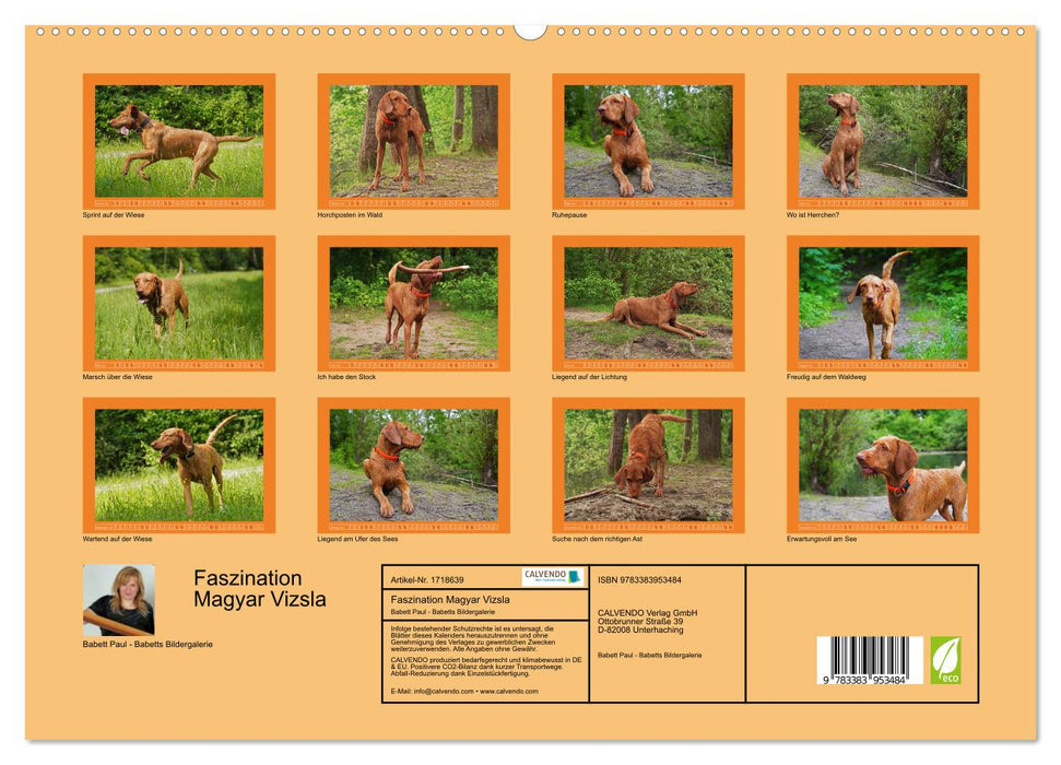 Faszination Magyar Vizsla (CALVENDO Premium Wandkalender 2025)