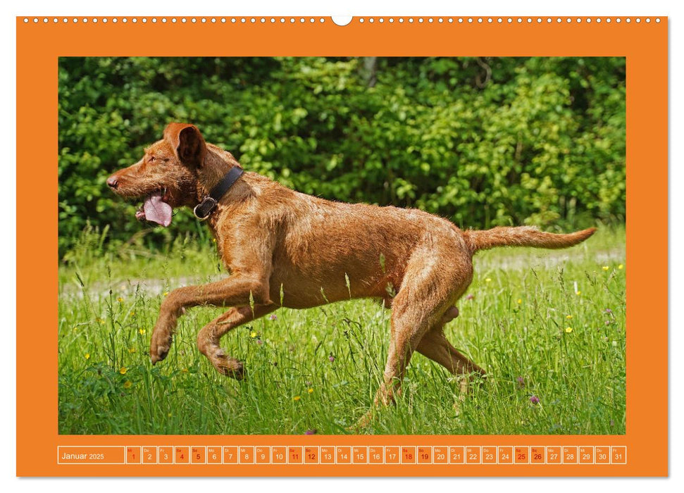 Faszination Magyar Vizsla (CALVENDO Premium Wandkalender 2025)