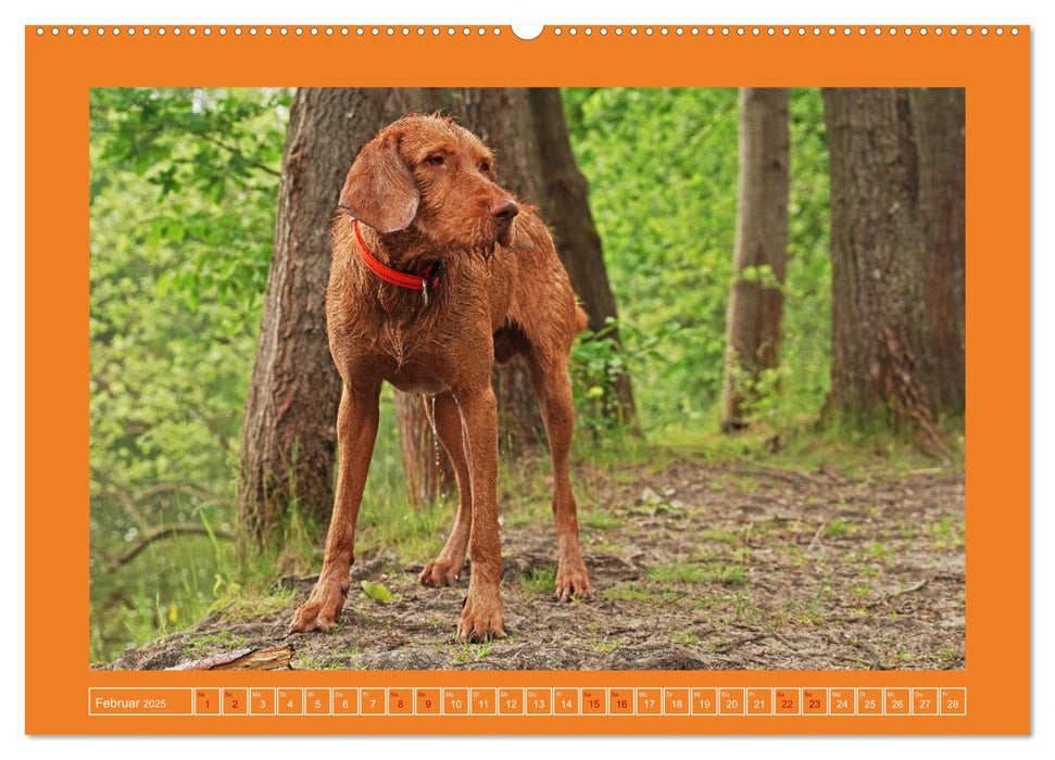 Faszination Magyar Vizsla (CALVENDO Premium Wandkalender 2025)