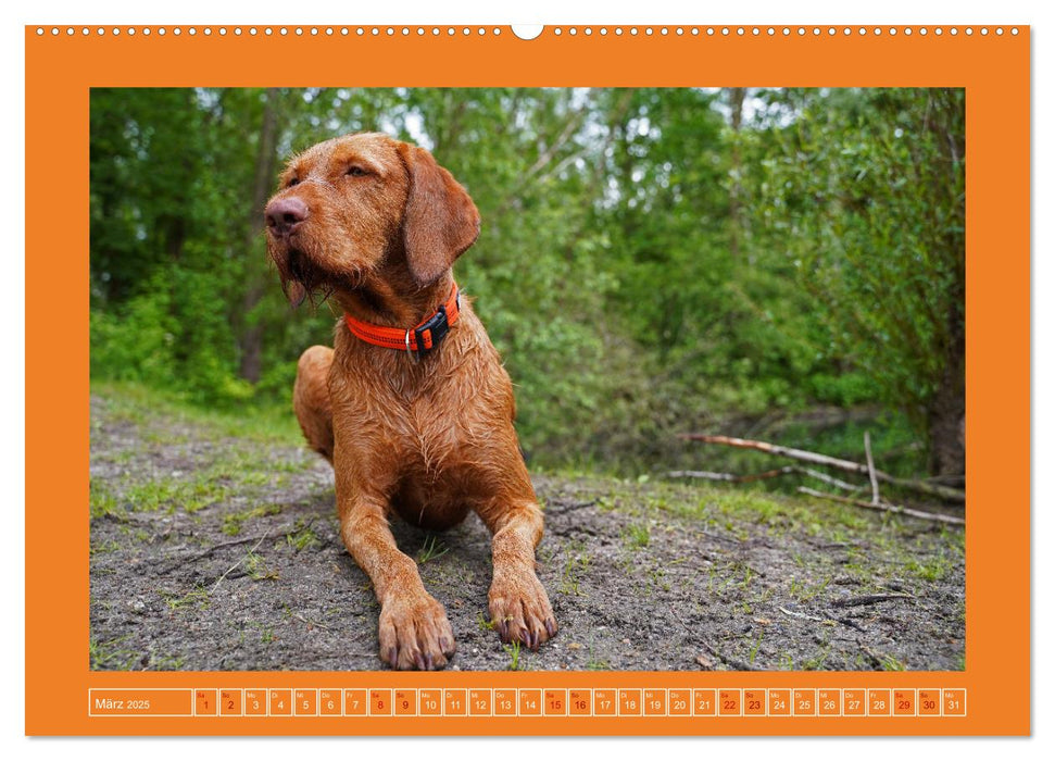 Faszination Magyar Vizsla (CALVENDO Premium Wandkalender 2025)