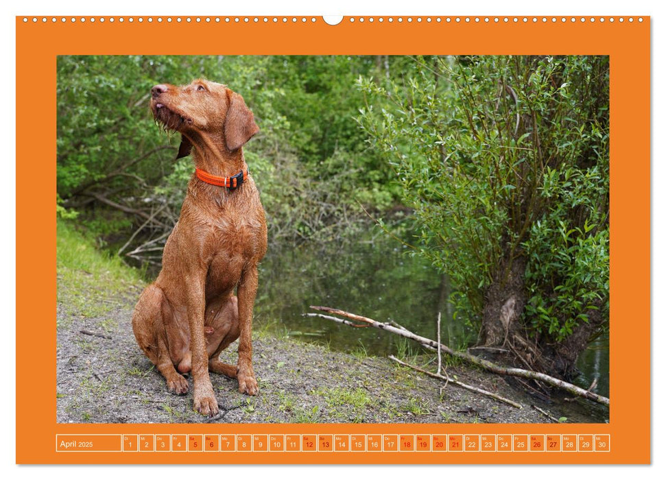 Faszination Magyar Vizsla (CALVENDO Premium Wandkalender 2025)