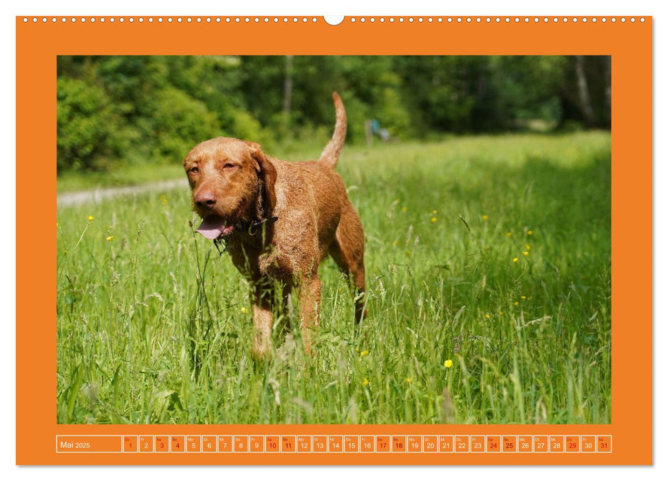 Faszination Magyar Vizsla (CALVENDO Premium Wandkalender 2025)