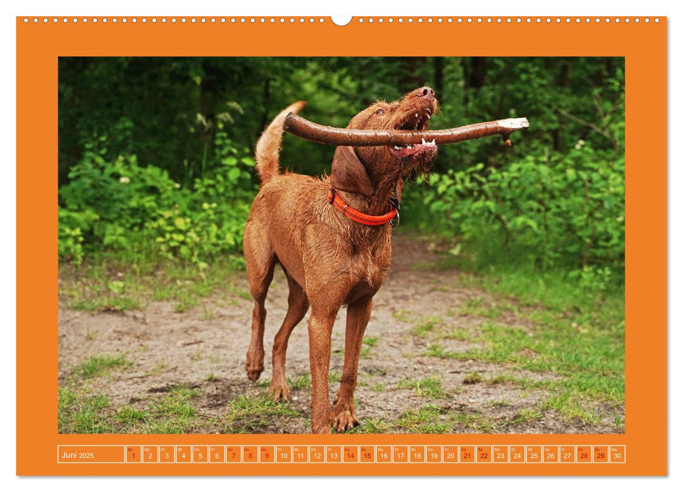 Faszination Magyar Vizsla (CALVENDO Premium Wandkalender 2025)