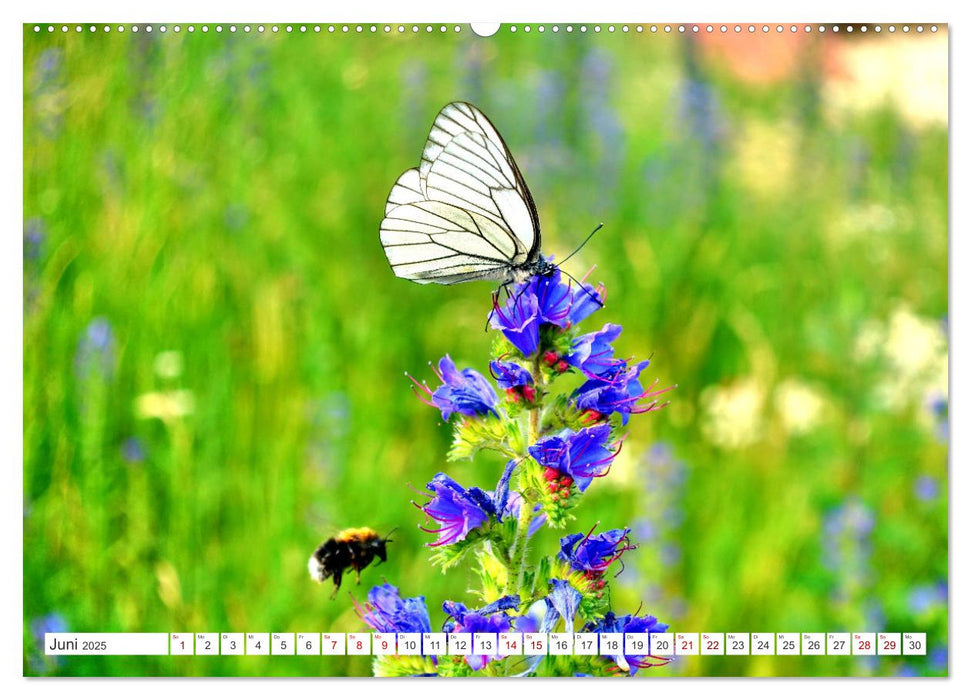 Heile Welt pur - Naturparadies Kurisches Haff (CALVENDO Wandkalender 2025)