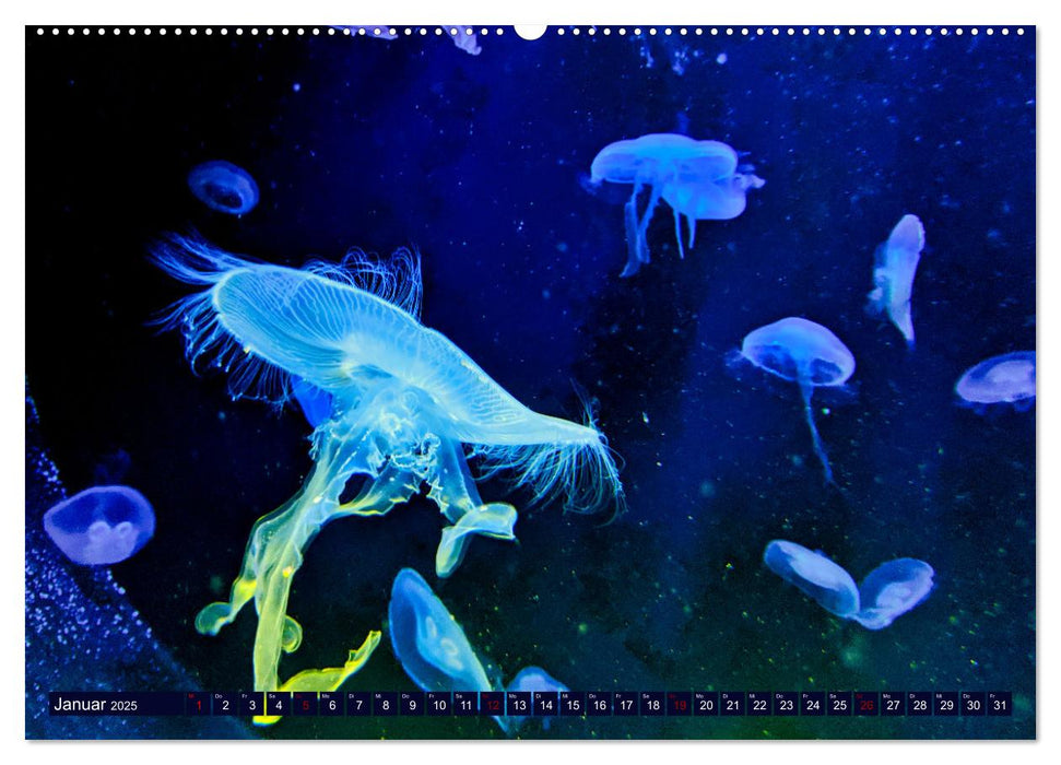 In der Welt der Medusen (CALVENDO Premium Wandkalender 2025)