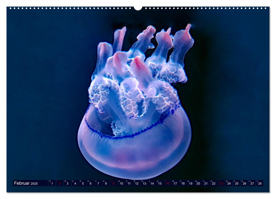 In der Welt der Medusen (CALVENDO Premium Wandkalender 2025)