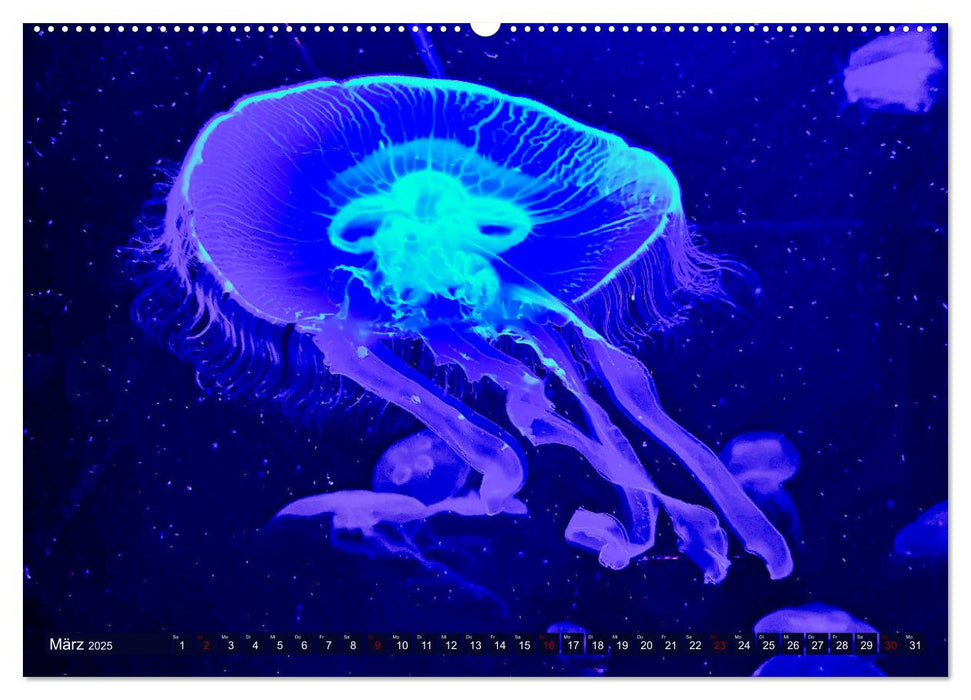 In der Welt der Medusen (CALVENDO Premium Wandkalender 2025)