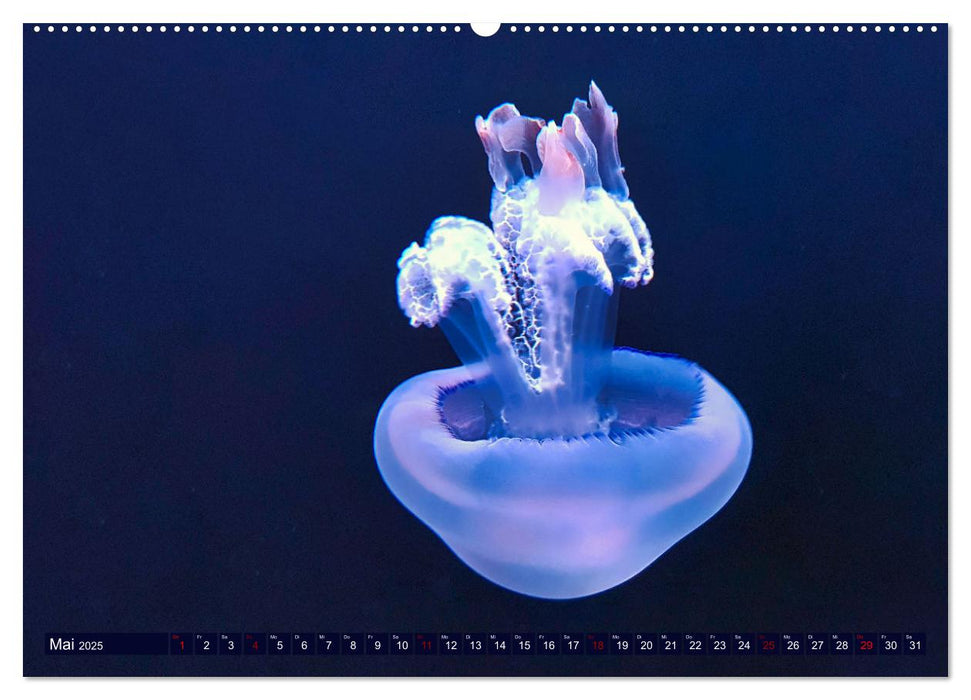 In der Welt der Medusen (CALVENDO Premium Wandkalender 2025)