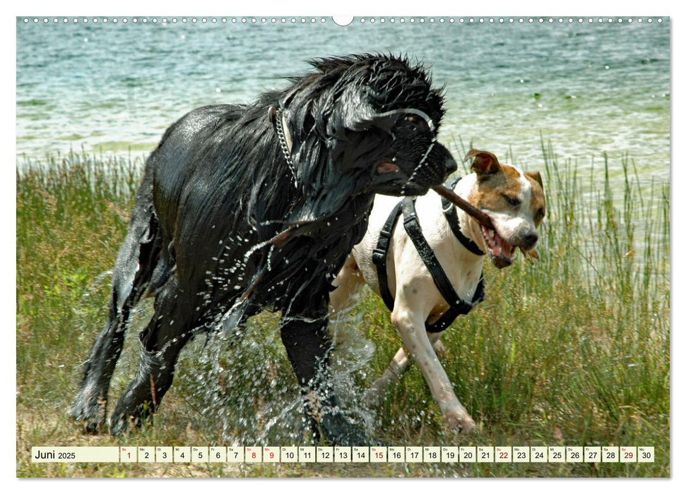 Ein ungleiches Paar aber "ziemlich beste Freunde" (CALVENDO Premium Wandkalender 2025)