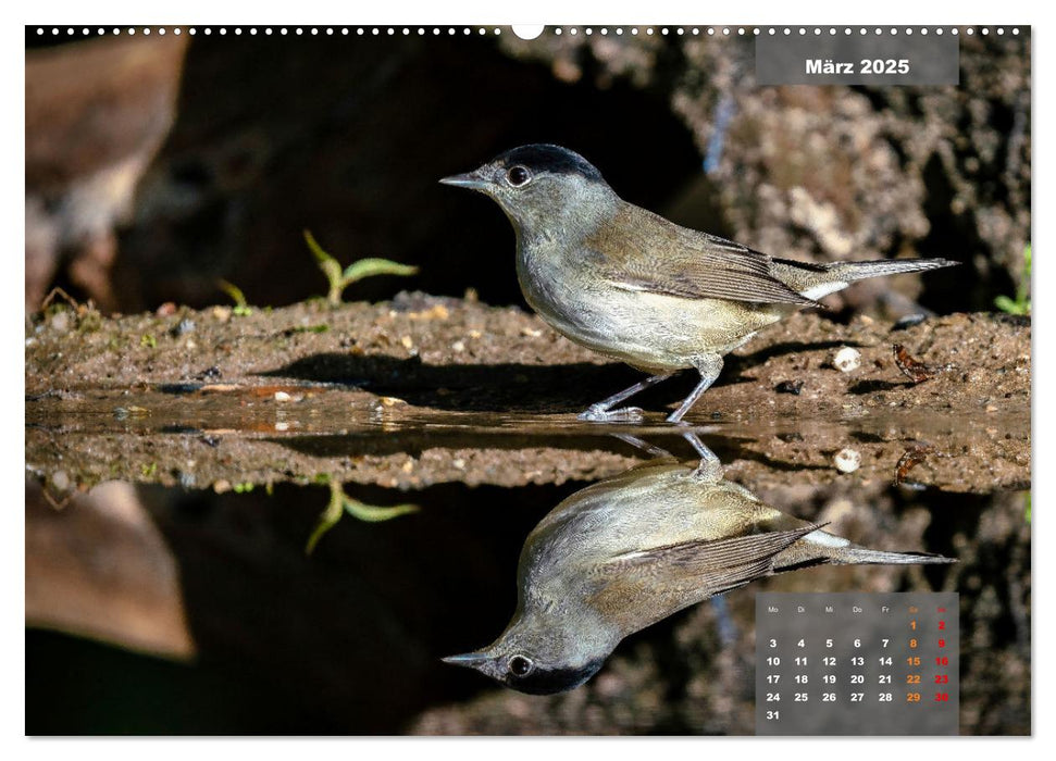 SINGVÖGEL - Die prächtigen Sänger in schönem Ambiente (CALVENDO Premium Wandkalender 2025)