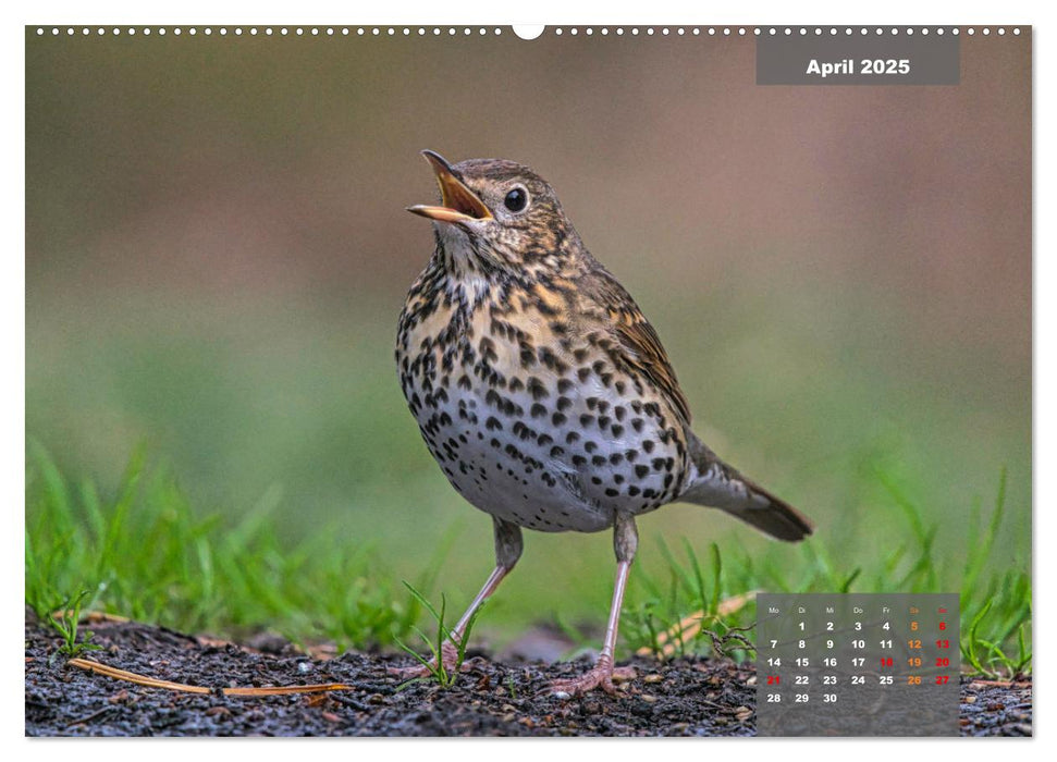 SINGVÖGEL - Die prächtigen Sänger in schönem Ambiente (CALVENDO Premium Wandkalender 2025)