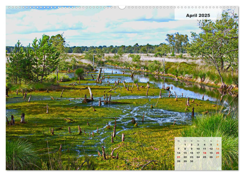 Niedersachsens Moorlandschaften - Das Pietzmoor, Schneverdingen (CALVENDO Wandkalender 2025)