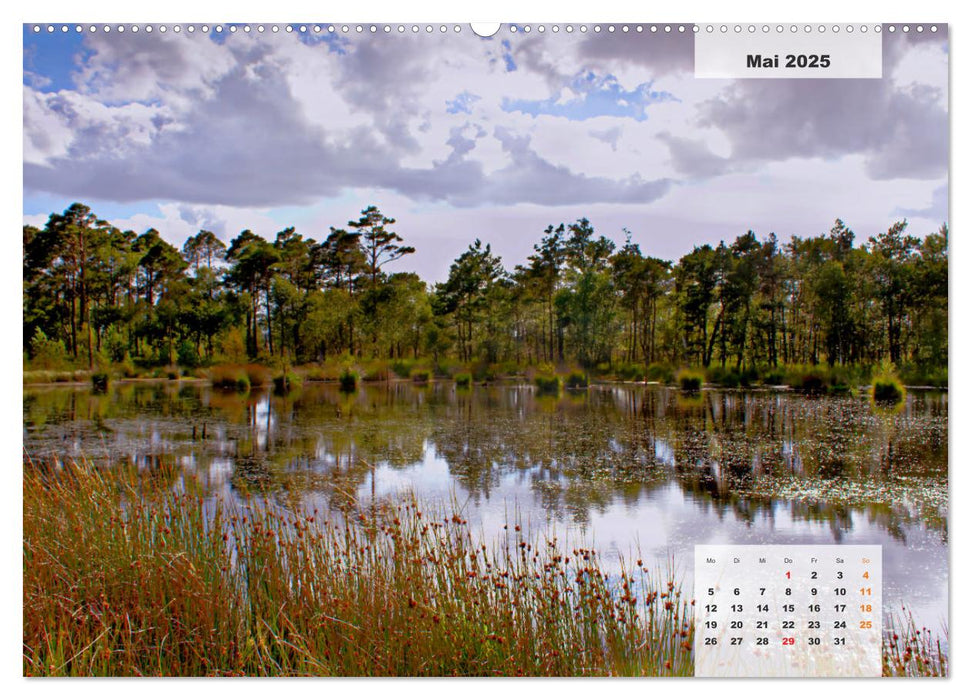 Niedersachsens Moorlandschaften - Das Pietzmoor, Schneverdingen (CALVENDO Wandkalender 2025)