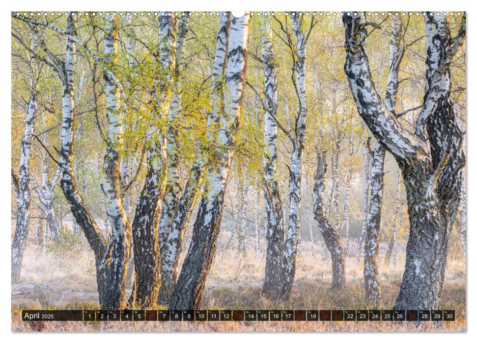 Die Lüneburger Heide - Faszination einer Naturlandschaft (CALVENDO Premium Wandkalender 2025)