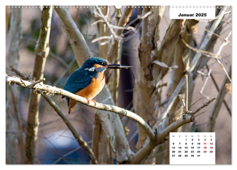 Buntes Leben am Teich (CALVENDO Premium Wandkalender 2025)