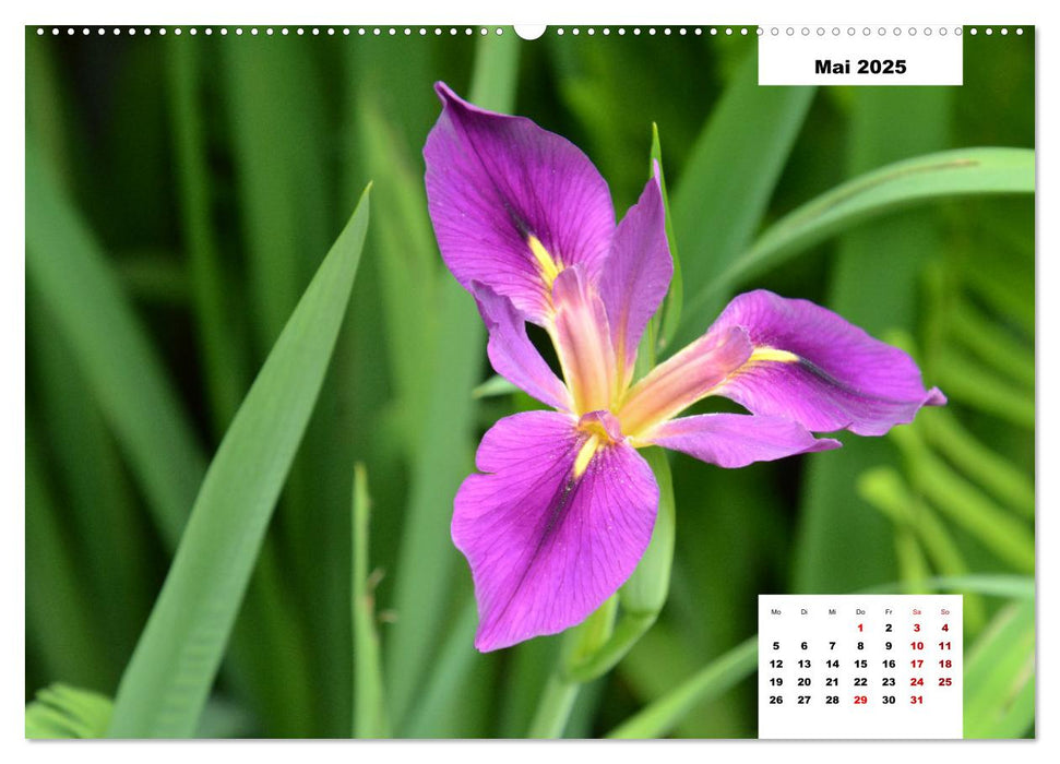 Buntes Leben am Teich (CALVENDO Premium Wandkalender 2025)