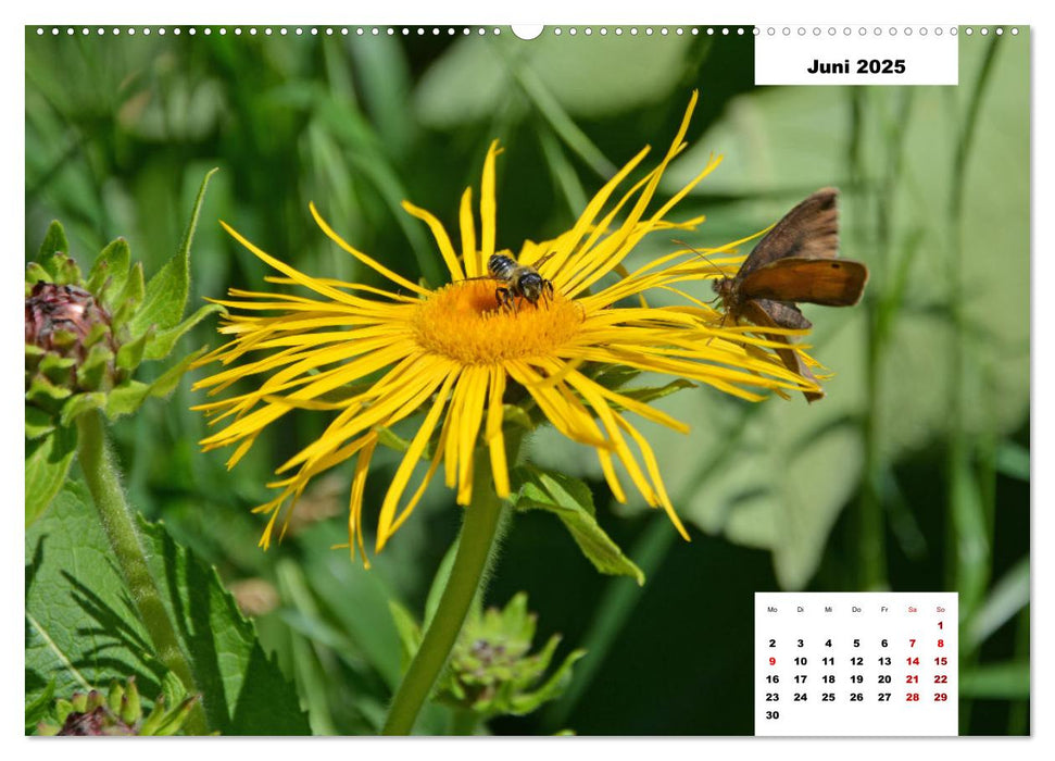 Buntes Leben am Teich (CALVENDO Premium Wandkalender 2025)