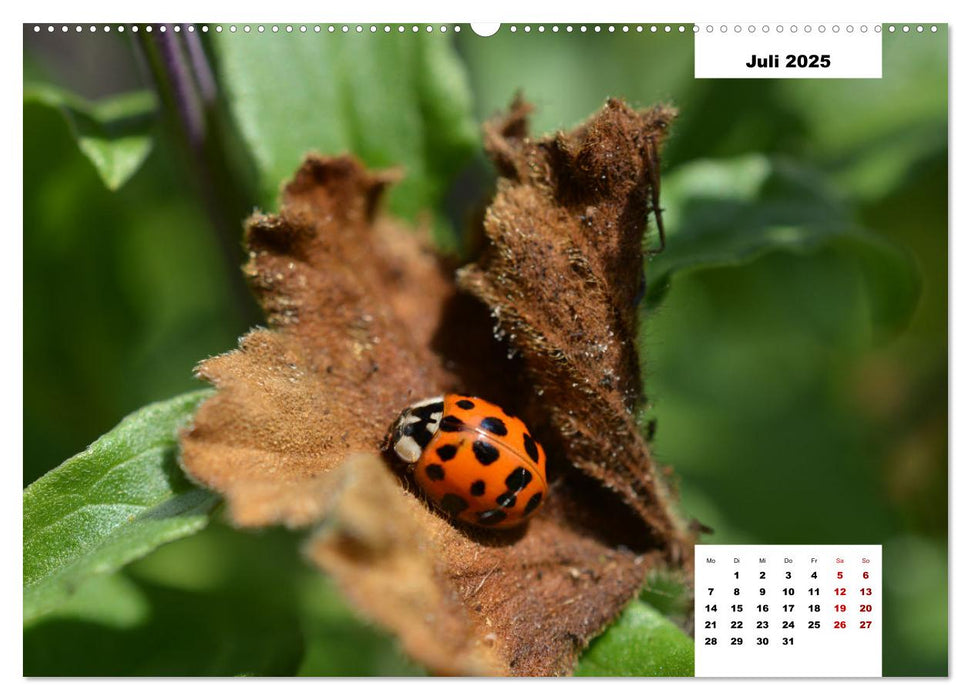 Buntes Leben am Teich (CALVENDO Premium Wandkalender 2025)