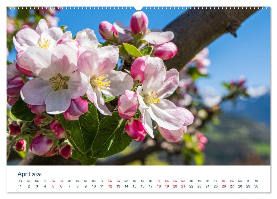 Die Dolomiten - Wanderung durch den Naturpark Schlern-Rosengarten (CALVENDO Premium Wandkalender 2025)