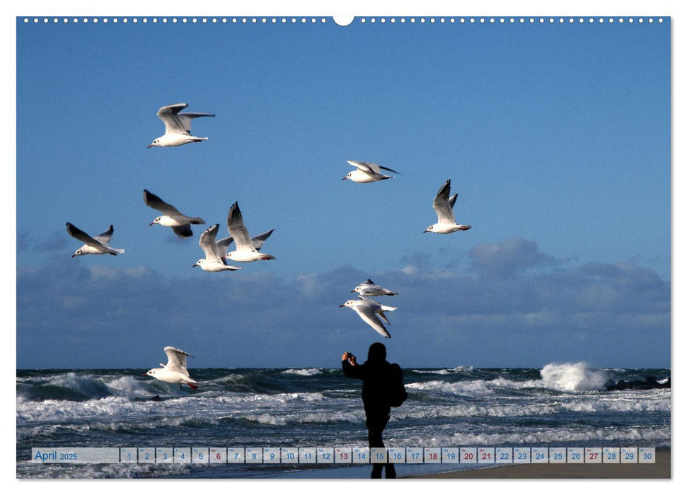 Von Möwen, Menschen und Meer (CALVENDO Wandkalender 2025)