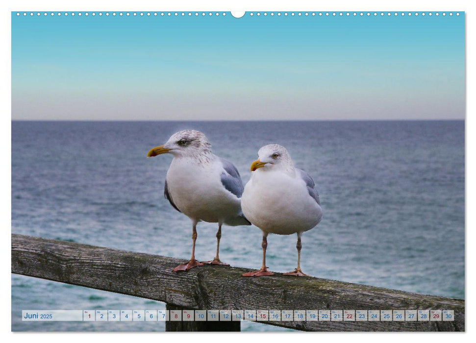 Von Möwen, Menschen und Meer (CALVENDO Wandkalender 2025)