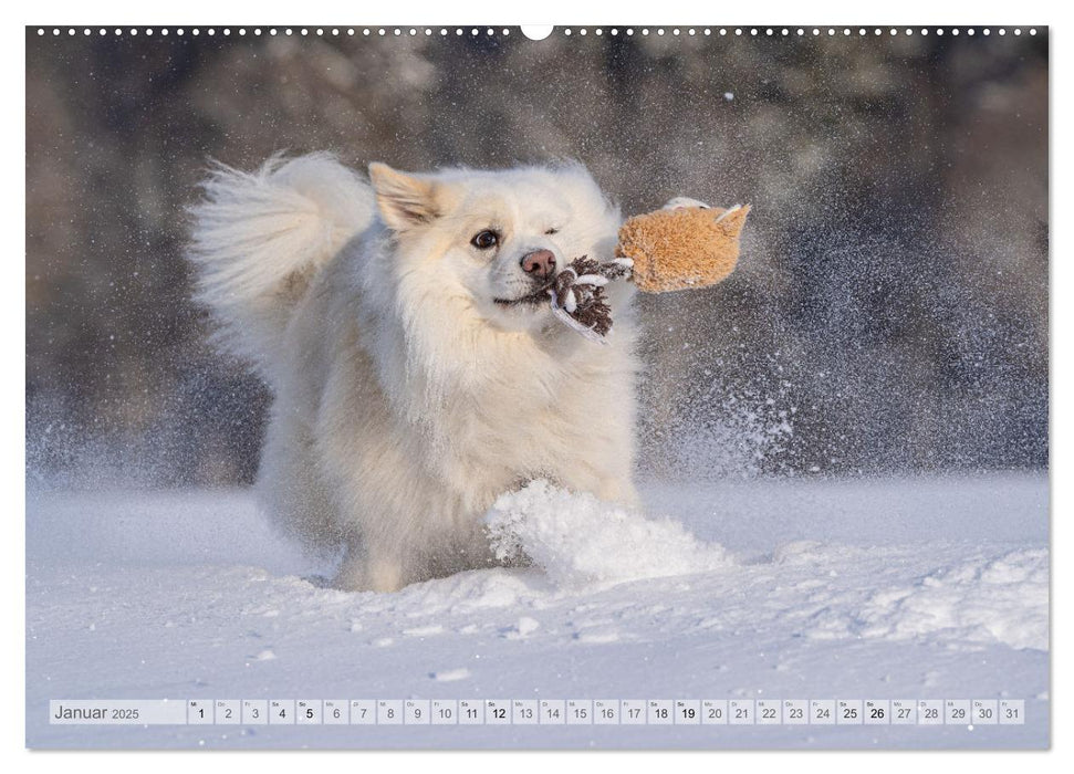 Glücksmomente - Unterwegs mit meinem Islandhund (CALVENDO Premium Wandkalender 2025)