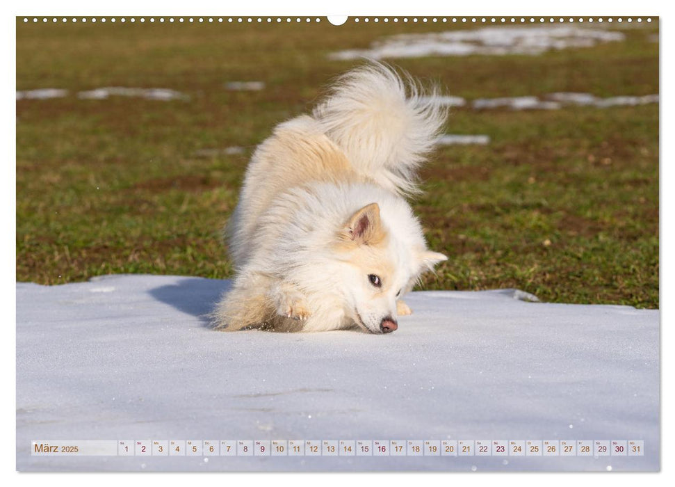 Glücksmomente - Unterwegs mit meinem Islandhund (CALVENDO Premium Wandkalender 2025)