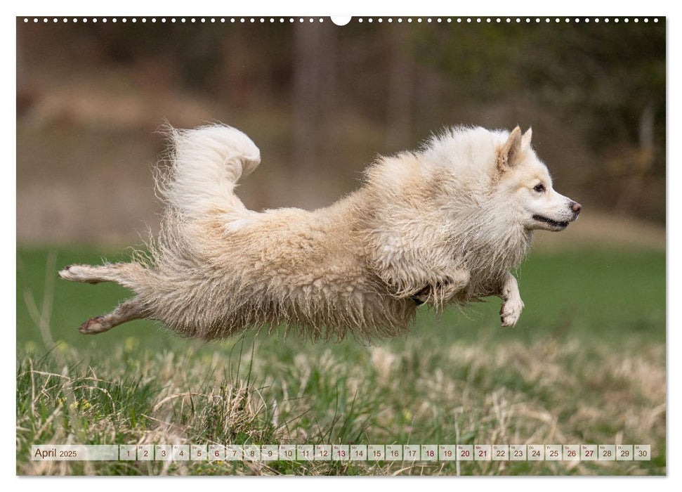 Glücksmomente - Unterwegs mit meinem Islandhund (CALVENDO Premium Wandkalender 2025)