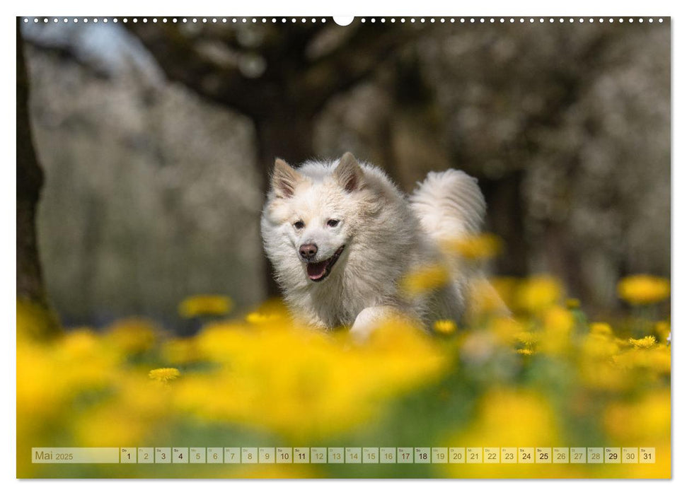 Glücksmomente - Unterwegs mit meinem Islandhund (CALVENDO Premium Wandkalender 2025)