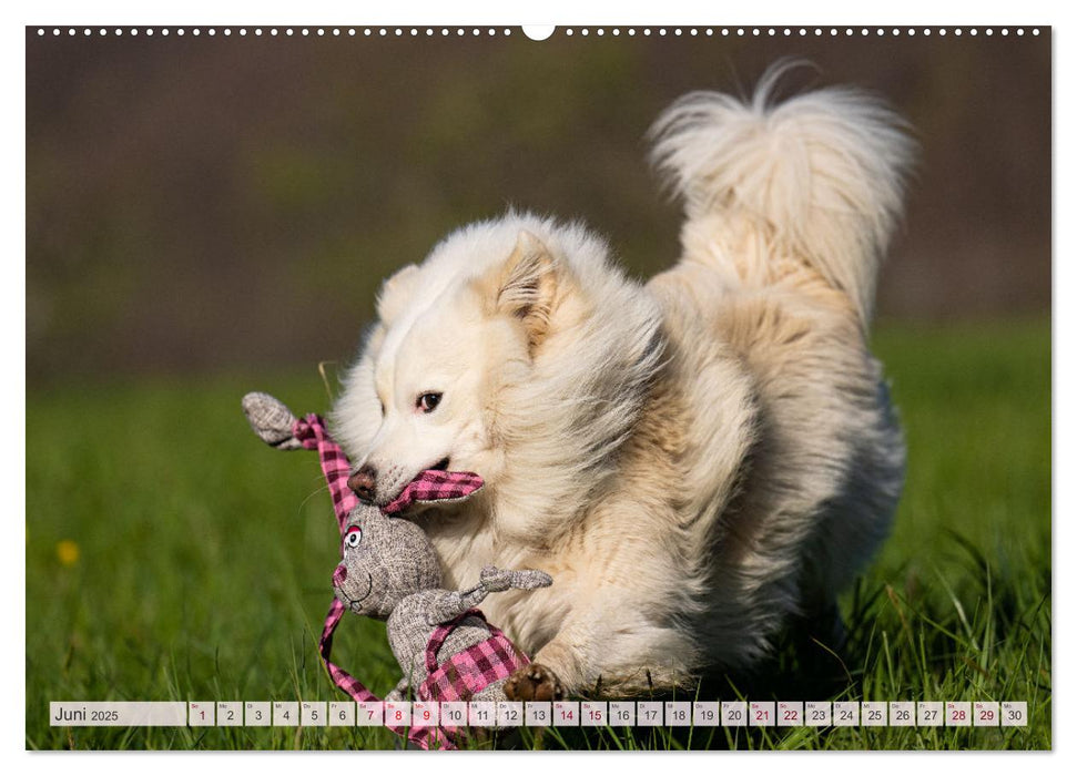 Glücksmomente - Unterwegs mit meinem Islandhund (CALVENDO Premium Wandkalender 2025)