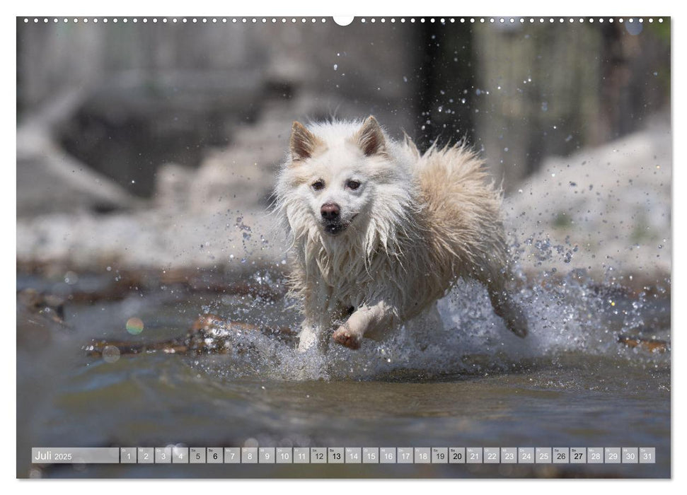 Glücksmomente - Unterwegs mit meinem Islandhund (CALVENDO Premium Wandkalender 2025)