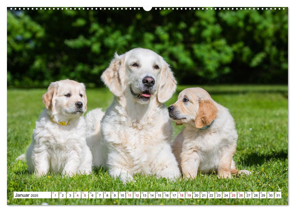 Goldige Aussichten - Mit Golden Retriever Welpen durch das Jahr (CALVENDO Premium Wandkalender 2025)