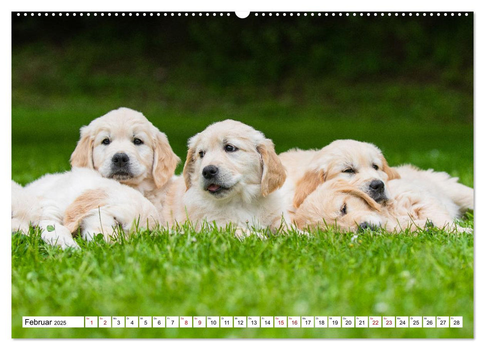 Goldige Aussichten - Mit Golden Retriever Welpen durch das Jahr (CALVENDO Premium Wandkalender 2025)