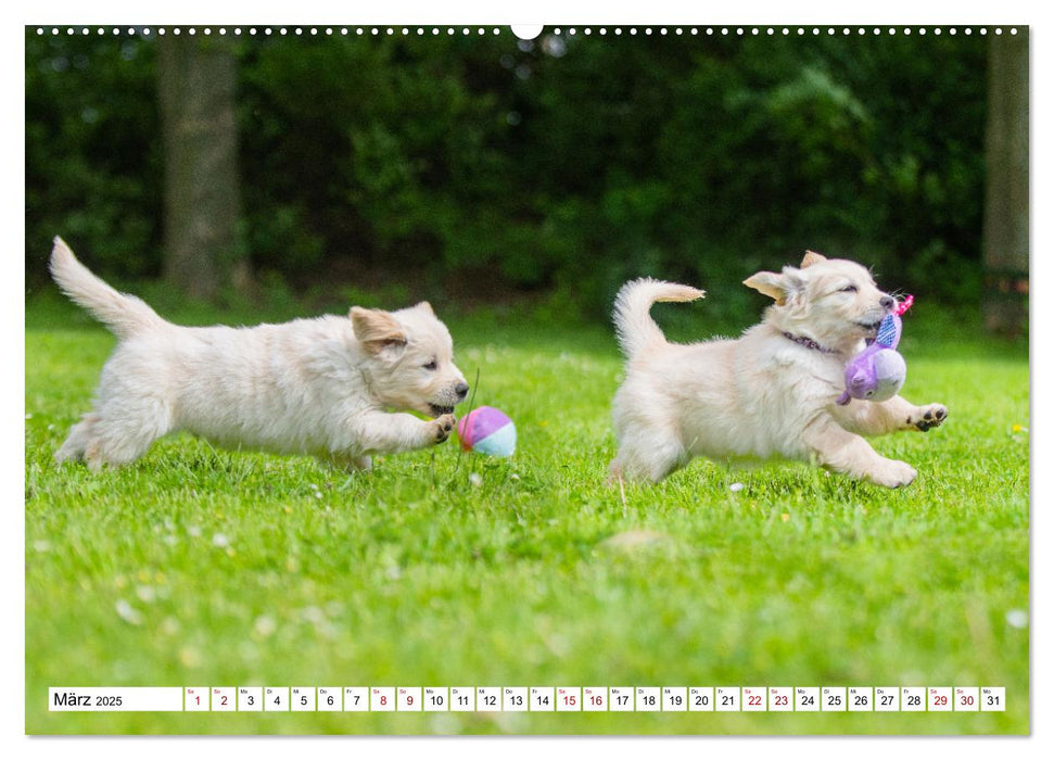 Goldige Aussichten - Mit Golden Retriever Welpen durch das Jahr (CALVENDO Premium Wandkalender 2025)