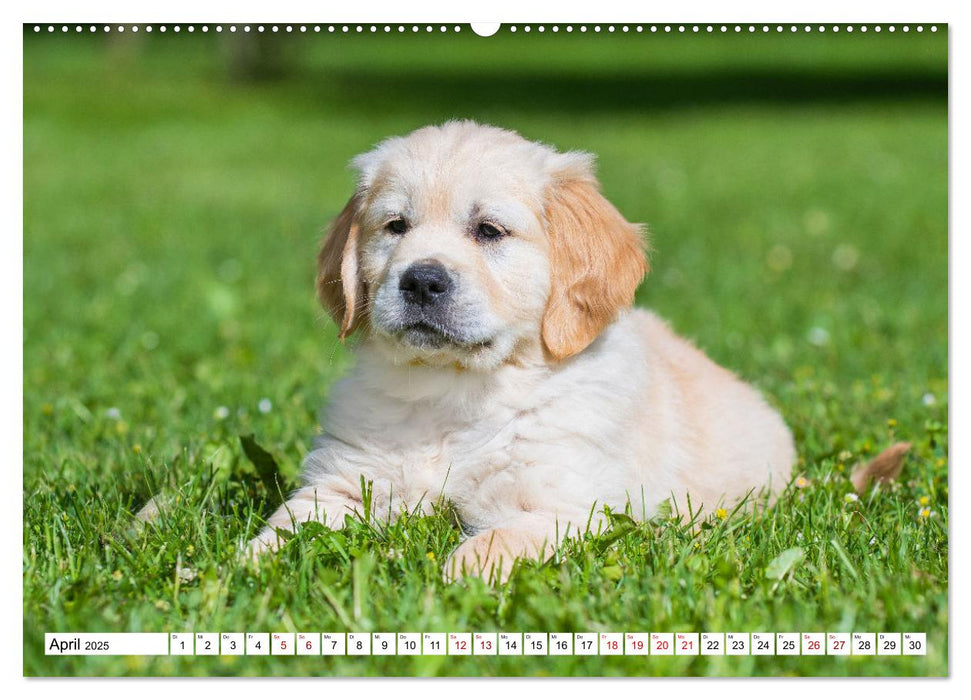 Goldige Aussichten - Mit Golden Retriever Welpen durch das Jahr (CALVENDO Premium Wandkalender 2025)