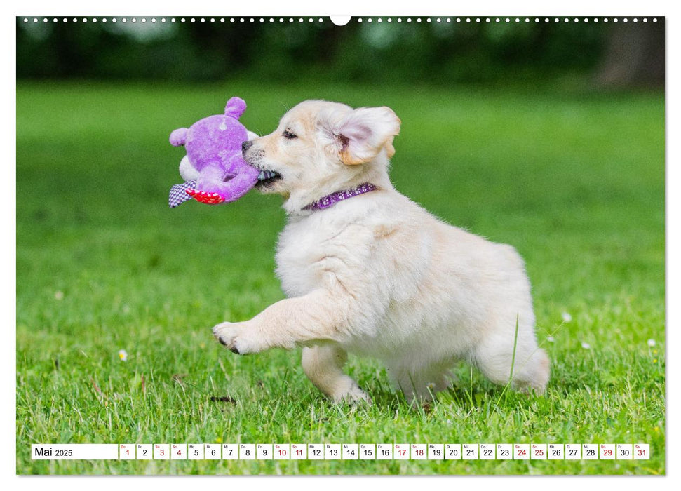 Goldige Aussichten - Mit Golden Retriever Welpen durch das Jahr (CALVENDO Premium Wandkalender 2025)