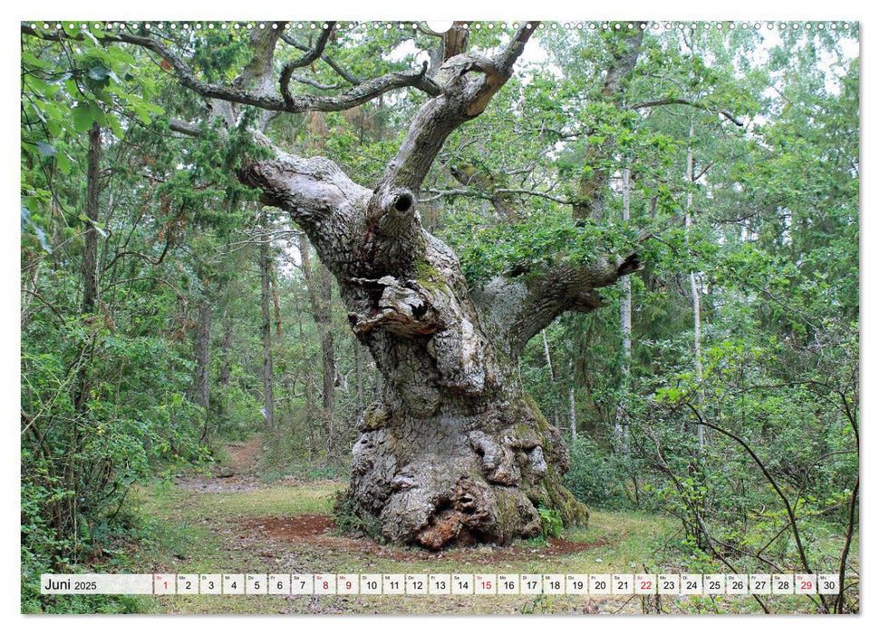 Skandinavien, der wildromantische Norden Europas (CALVENDO Wandkalender 2025)