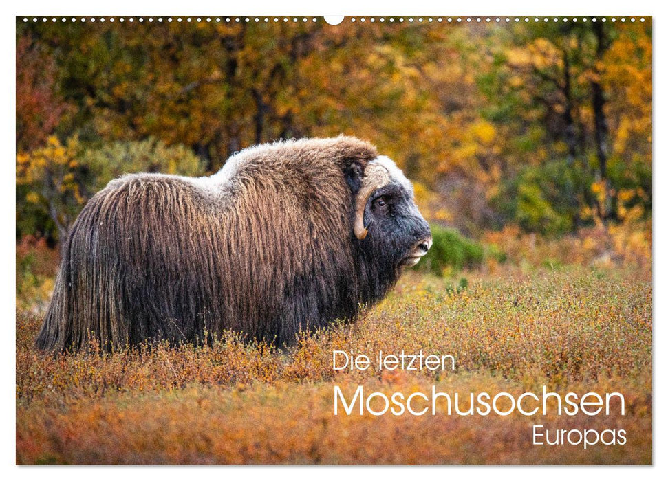 Die letzten Moschusochsen Europas (CALVENDO Wandkalender 2025)