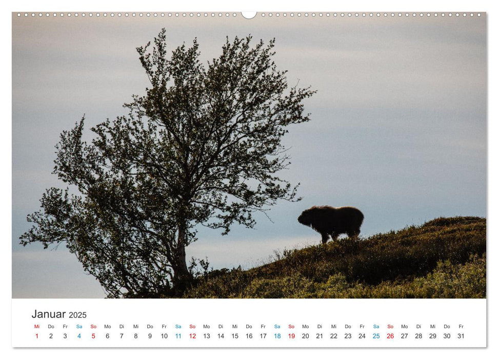 Die letzten Moschusochsen Europas (CALVENDO Wandkalender 2025)