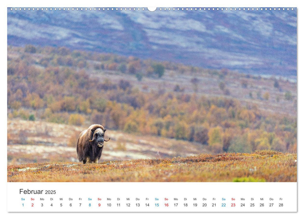 Die letzten Moschusochsen Europas (CALVENDO Wandkalender 2025)