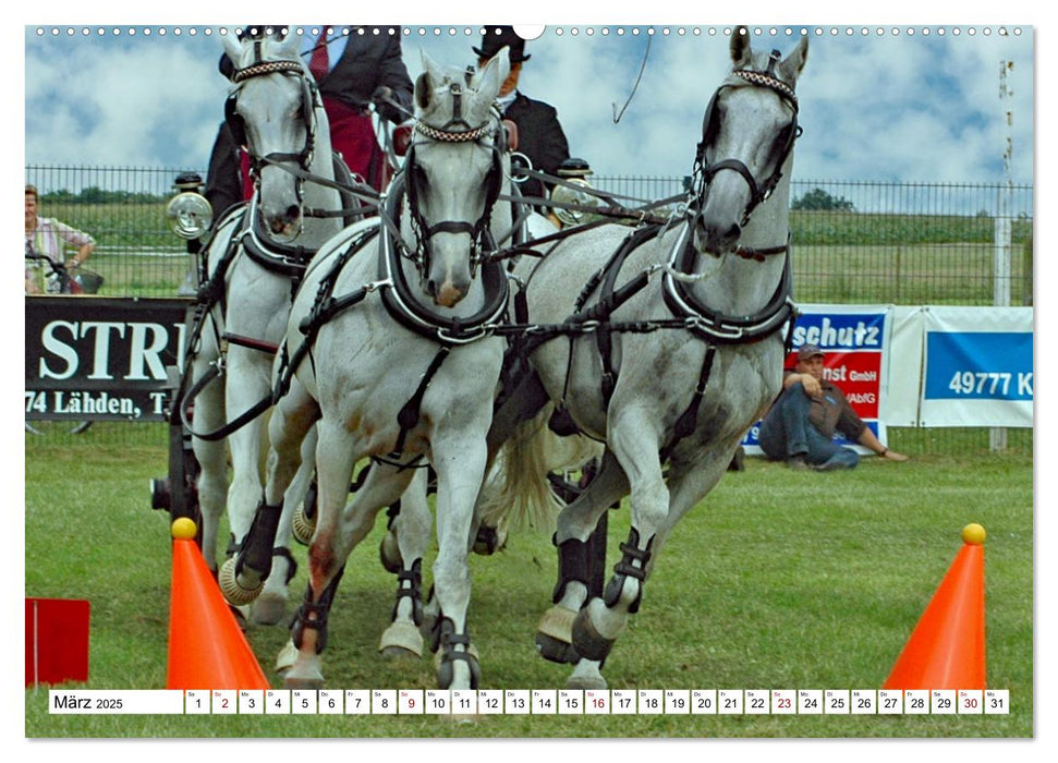 Vierspänner Herausforderung Fahrsport (CALVENDO Premium Wandkalender 2025)